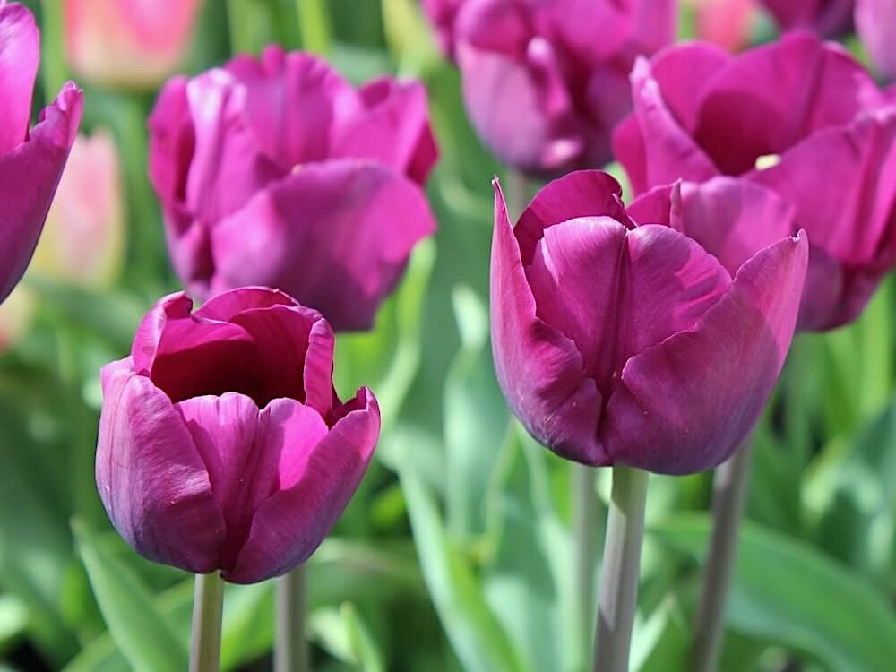 Tulipa 'Purple Flag' | Purple Flag Triumph Tulip
