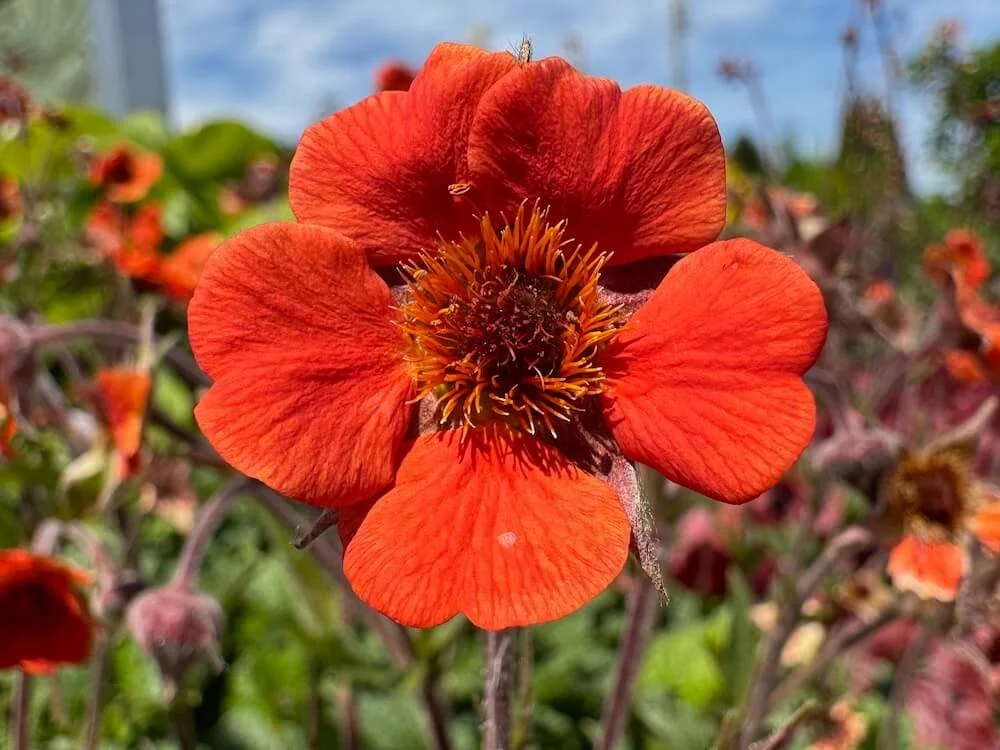 Geum 'Rustico Orange' 02.jpeg