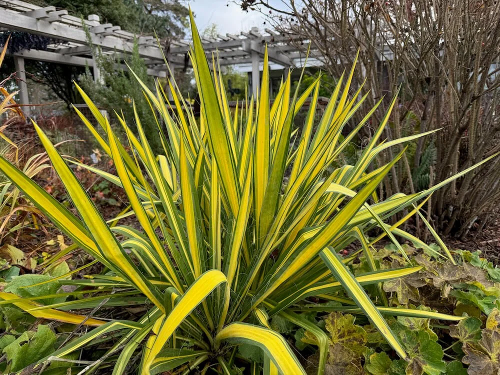 Yucca filamentosa 'Garland's Gold' 02.jpeg