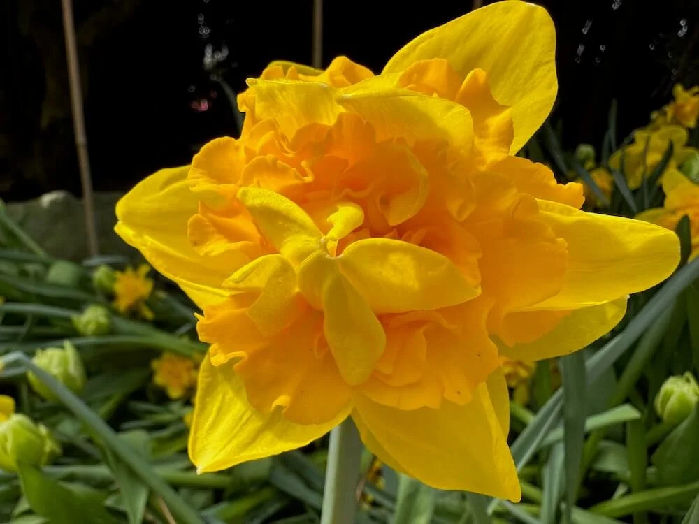 Narcissus 'Queen's Crown' 02.jpeg