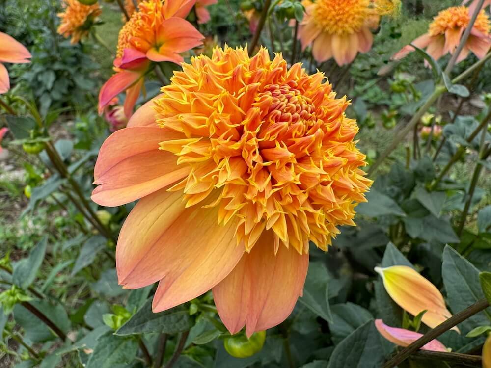 Dahlia 'Sandia Brocade' 04.jpeg