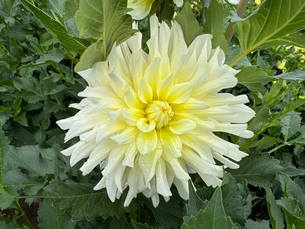 Dahlia 'In Memory Of' 02.jpeg