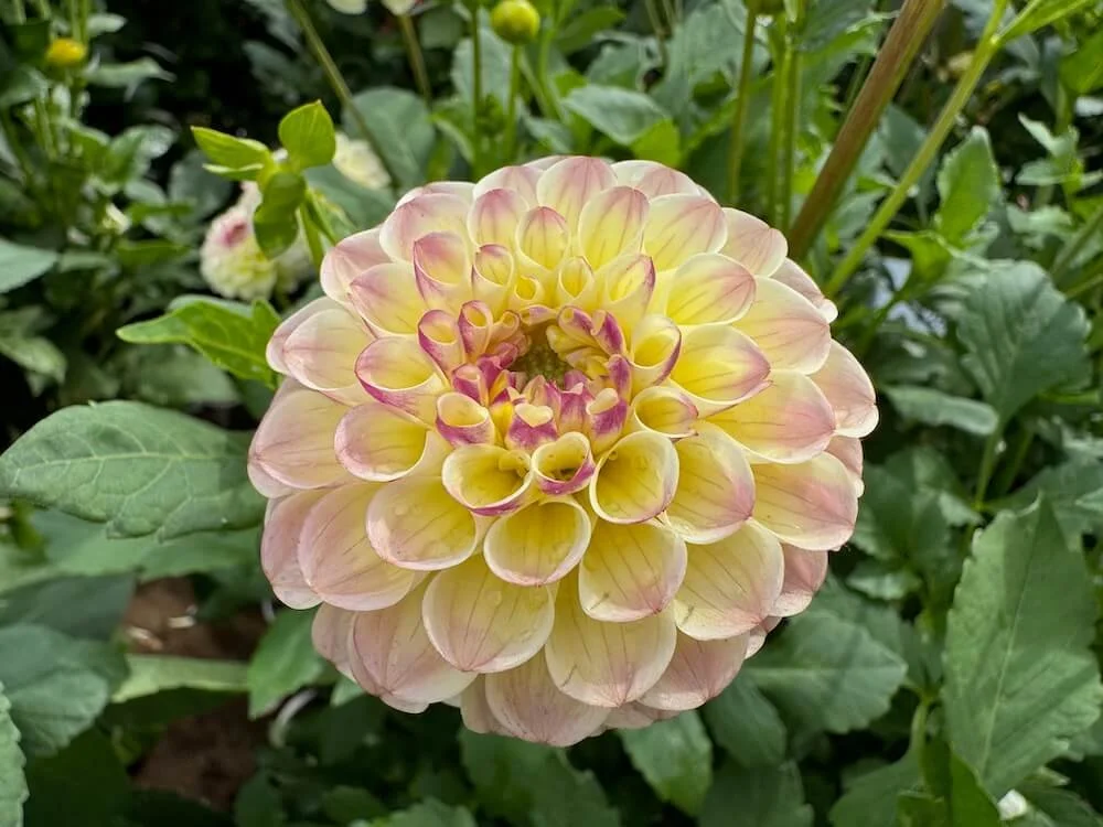 Dahlia 'Cherish' 03.jpeg