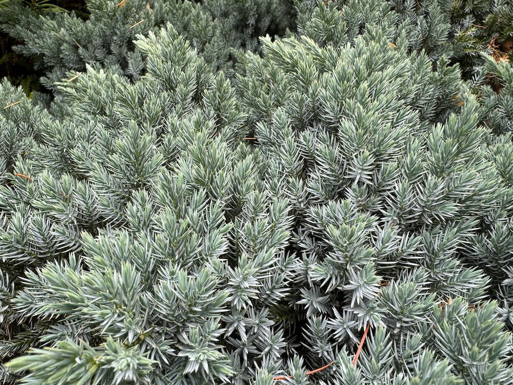 Juniperus squamata 'Blue Star' 02.jpeg