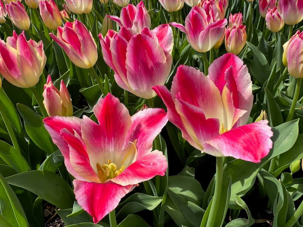 Tulipa 'Whispering Dream' | Whispering Dream Lily-flowered Tulip