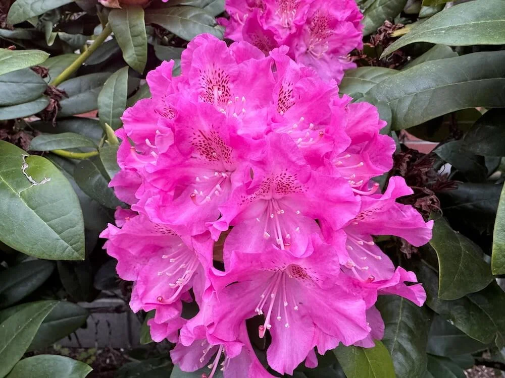 Rhododendron 'Dr. H.C. Dresselhuys' 04.jpeg