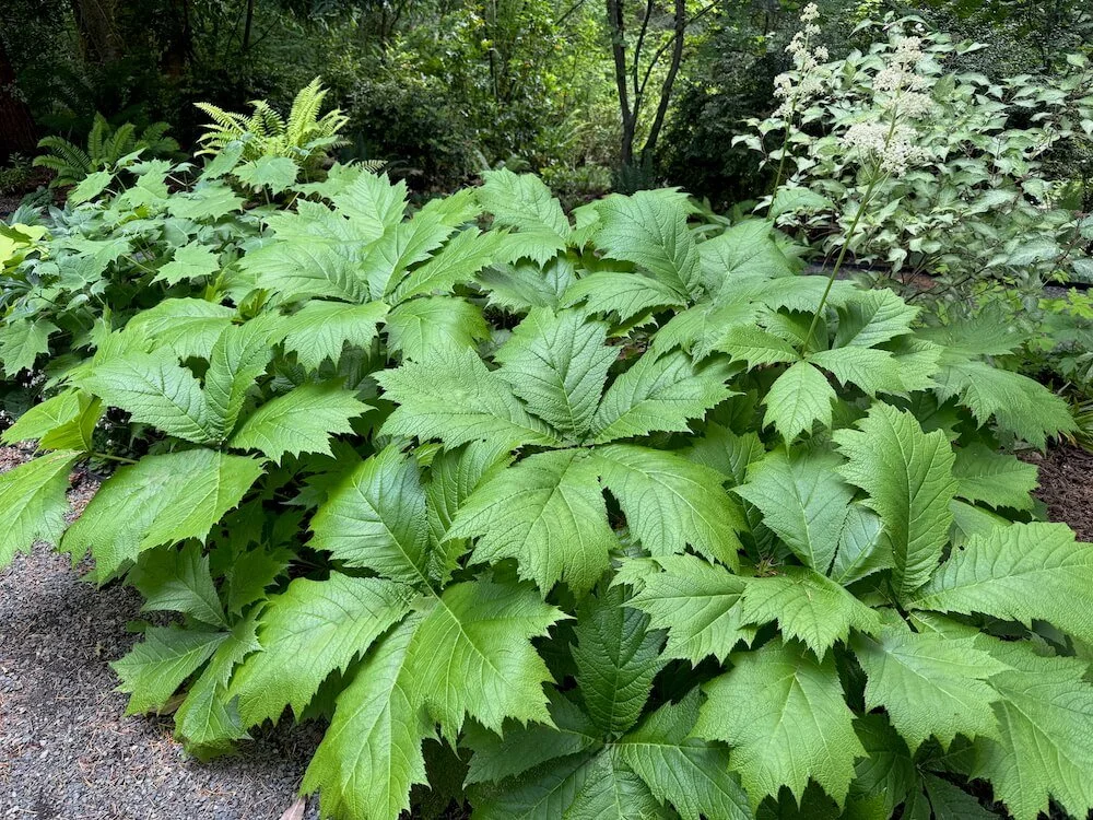 Rodgersia podophylla | Rodger's Flower