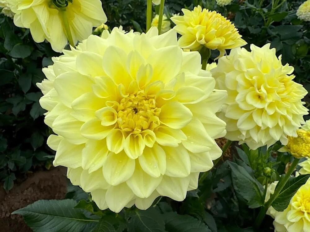 Dahlia 'A-Peeling' 04.jpeg