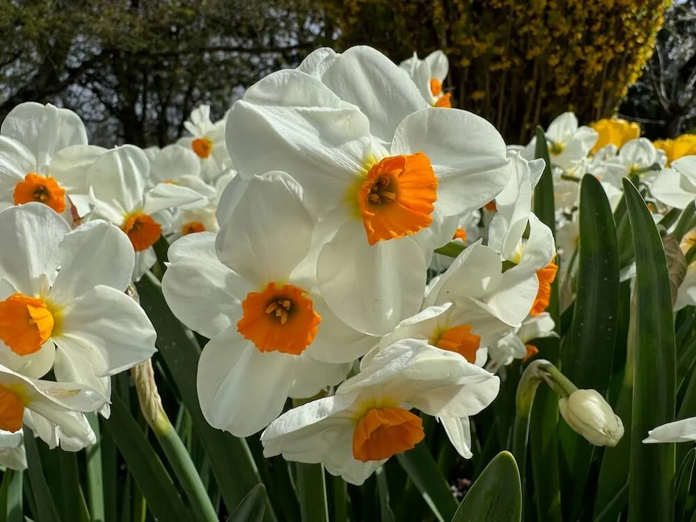 Narcissus 'Geranium' 04.jpeg