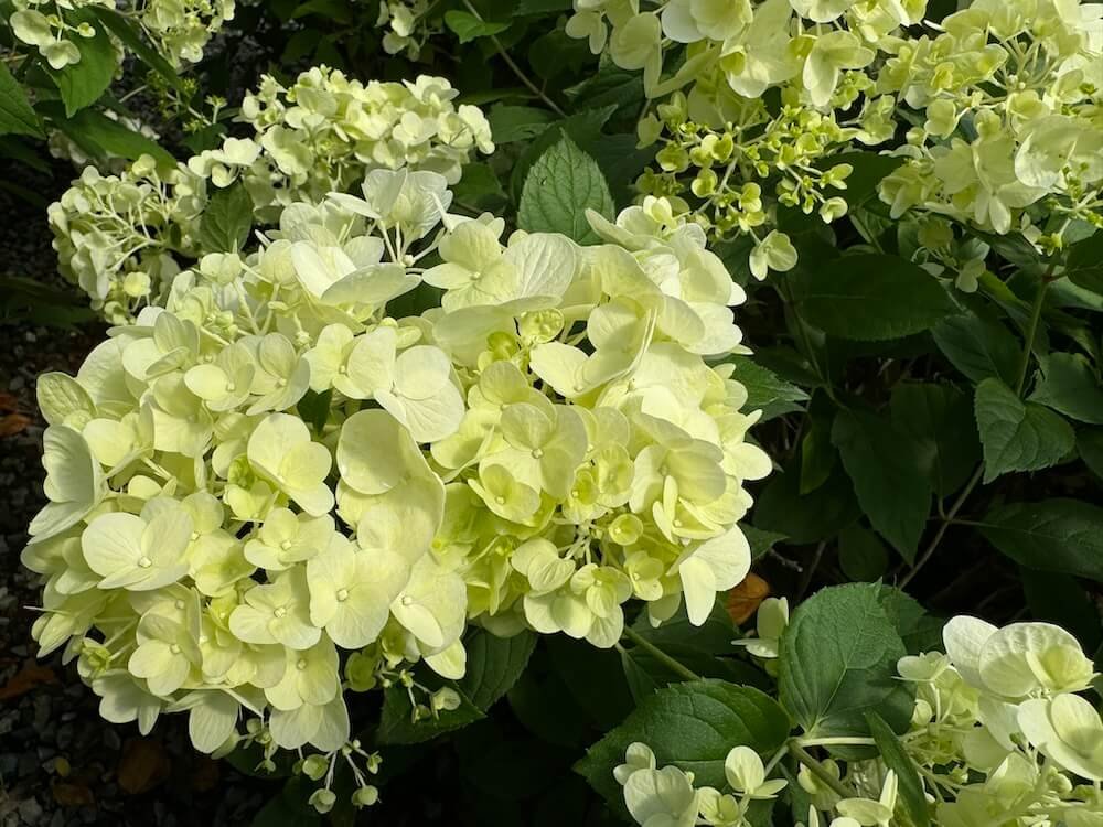 Hydrangea paniculata 'SMHPCW' 03.jpeg