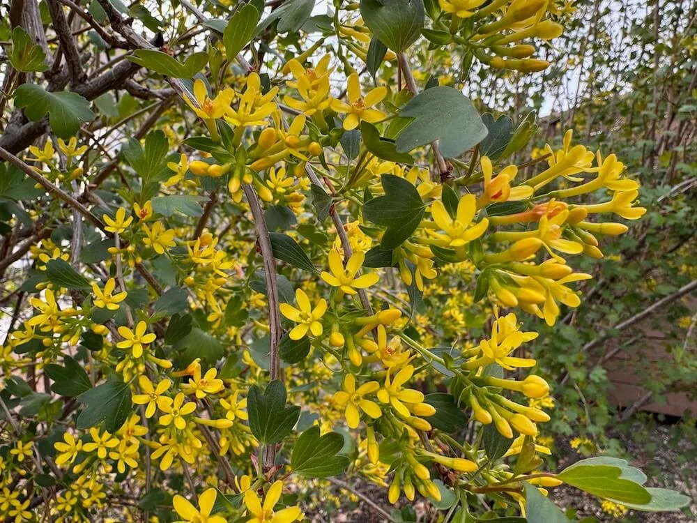 Ribes aureum 05.jpeg