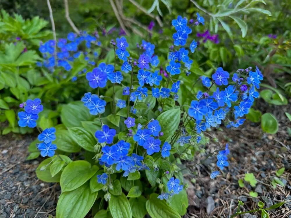Omphalodes verna | Creeping Navelwort