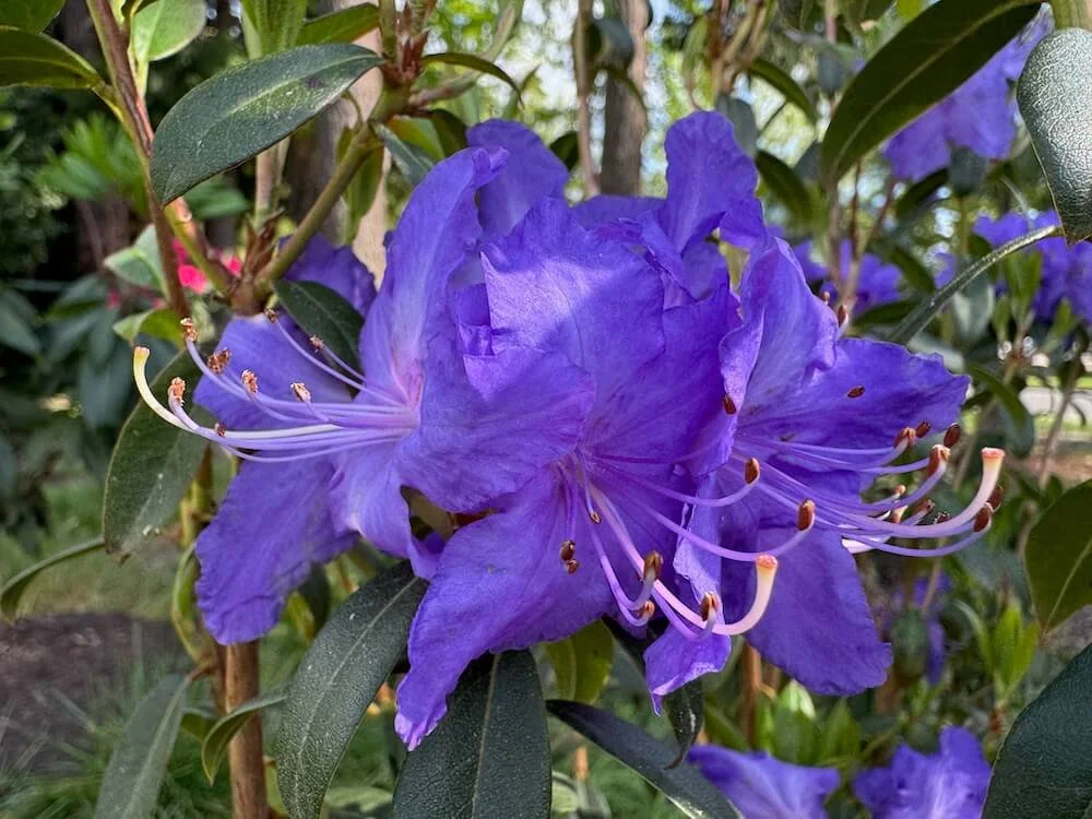 Rhododendron 'Blaney's Blue' 02.jpeg