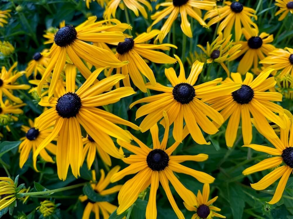 Rudbeckia fulgida var. sullivantii 'Goldsturm' 01.jpeg