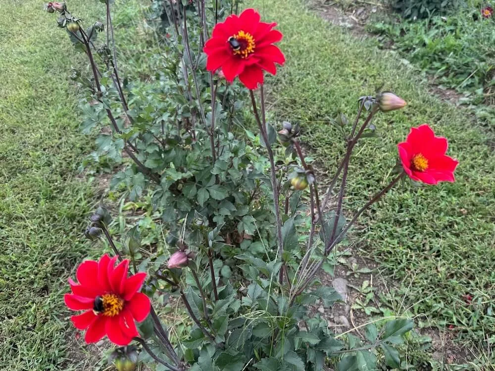 Dahlia 'Red Susan' 03.jpeg