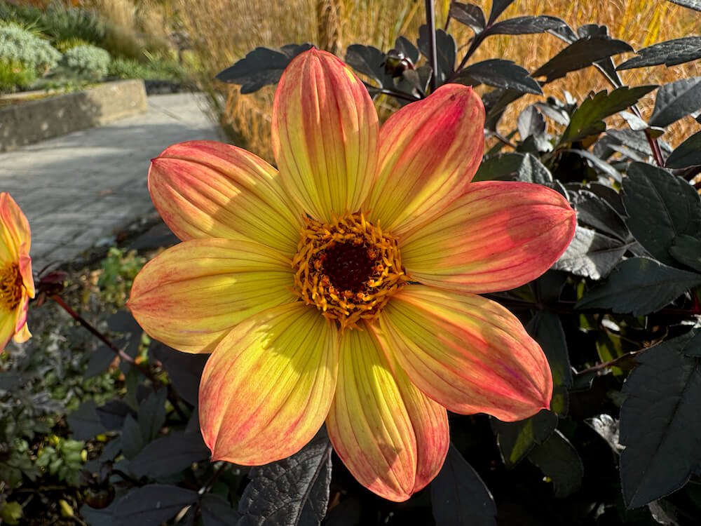 Dahlia 'Happy Single Flame' 02.jpeg