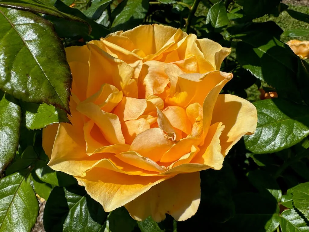 Rosa 'Harflow' 02.jpeg