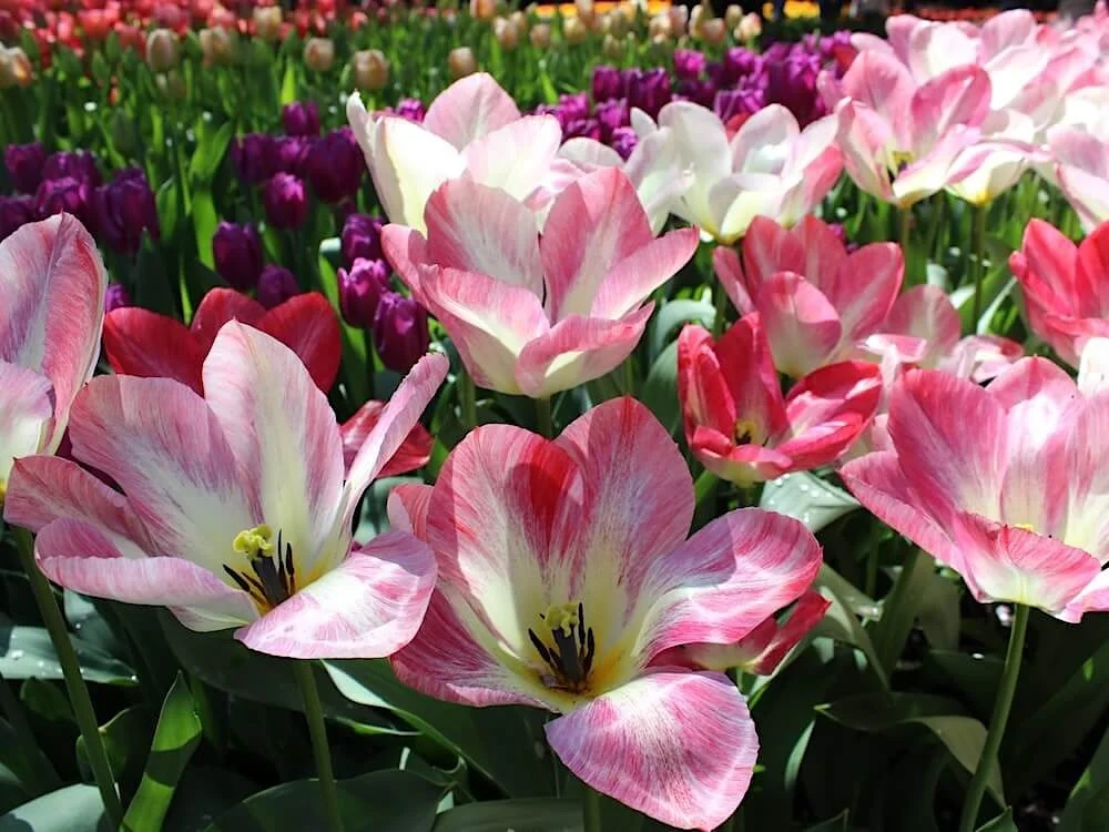 Tulipa 'Spryng Break' | Spryng Break Triumph Tulip