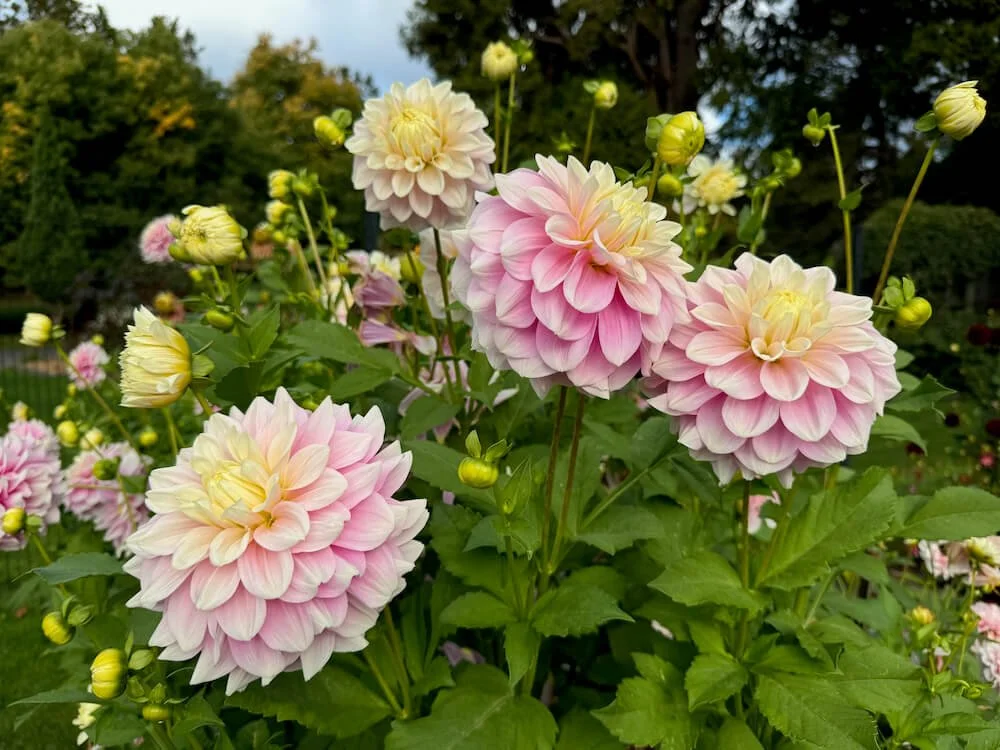 Dahlia 'Innocence' 03.jpeg