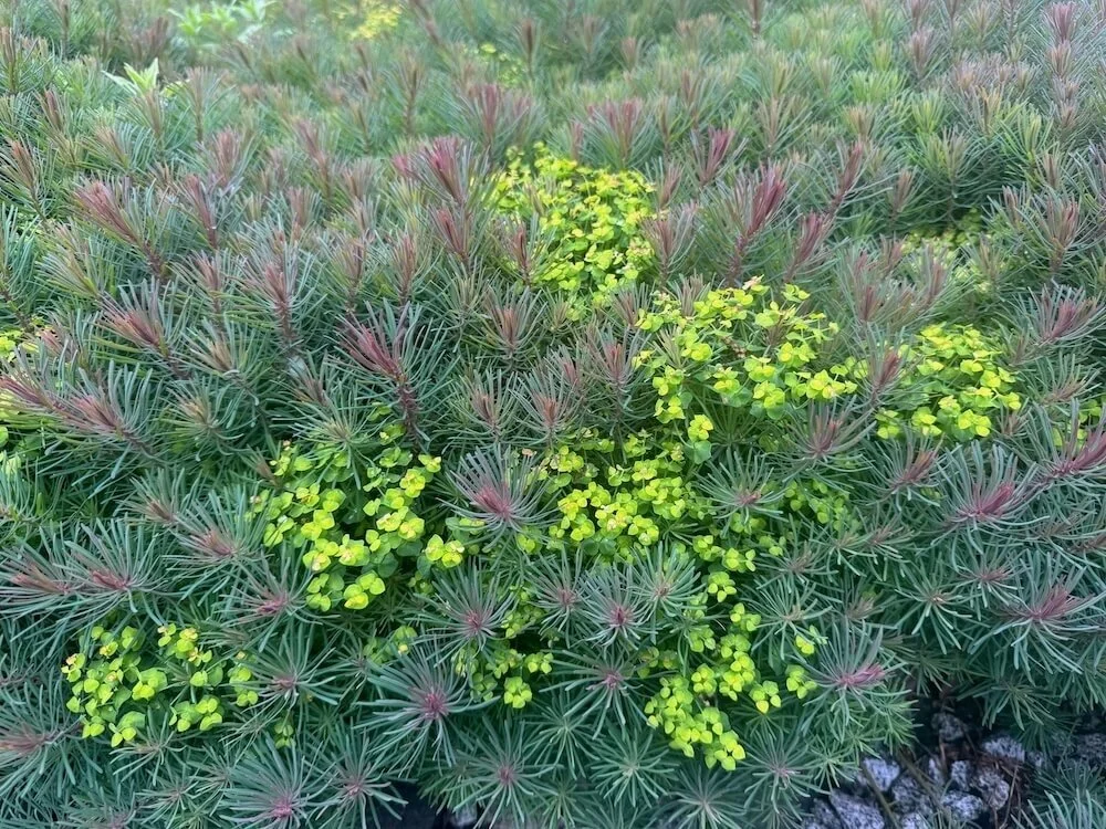 Euphorbia caparissus 'Fens Ruby' 05.jpeg