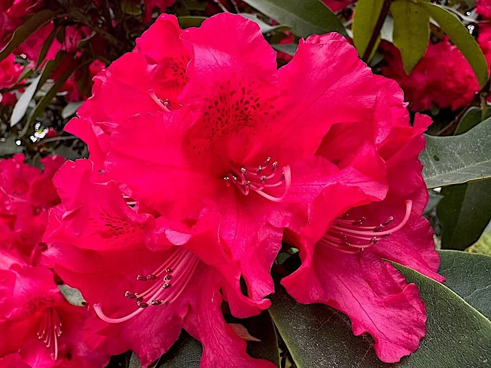 Rhododendron 'America' 02.jpeg