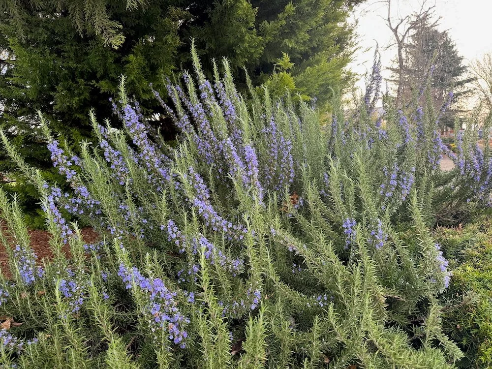 Rosmarinus officinalis 'Tuscan Blue' 03.jpeg