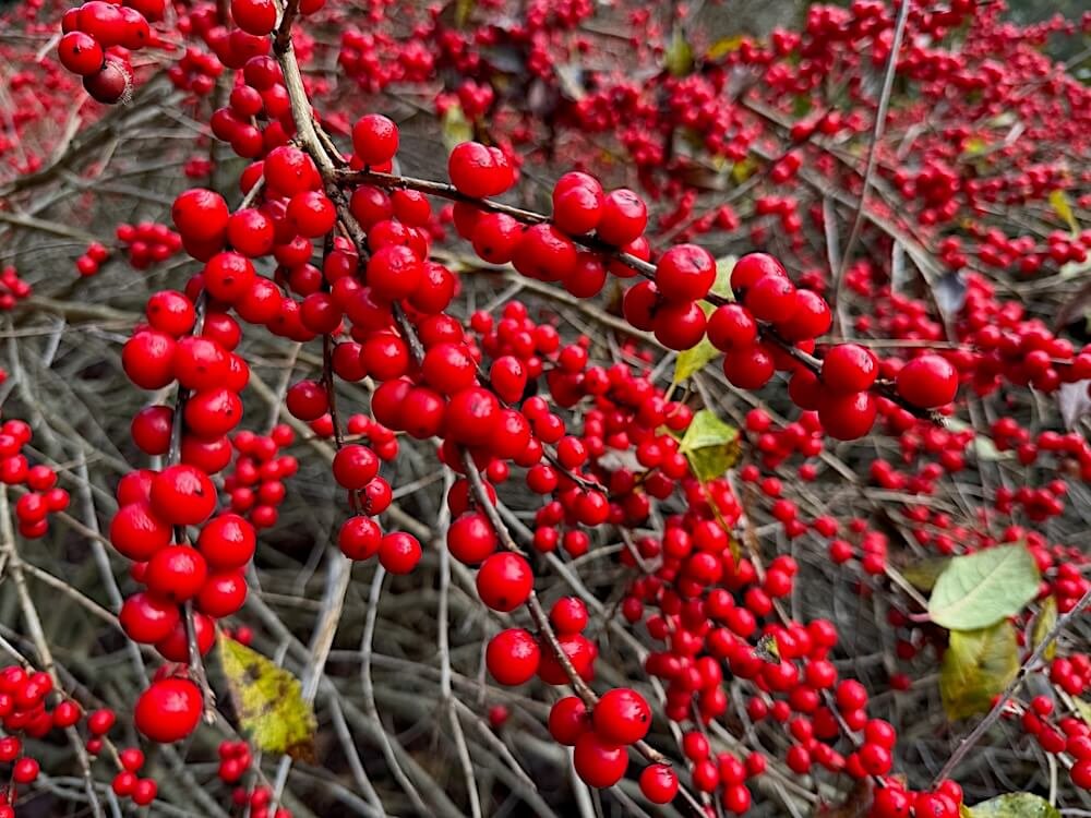 Ilex verticillata 'Red Sprite' 06.jpeg