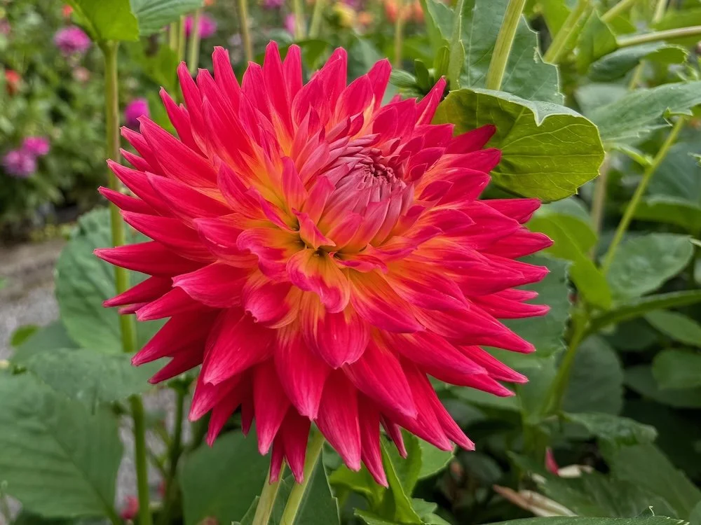 Dahlia 'Kenora Wow' | Kenora Wow Dahlia