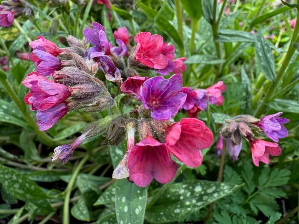Pulmonaria ‘Raspberry Splash’ | Raspberry Splash Lungwort