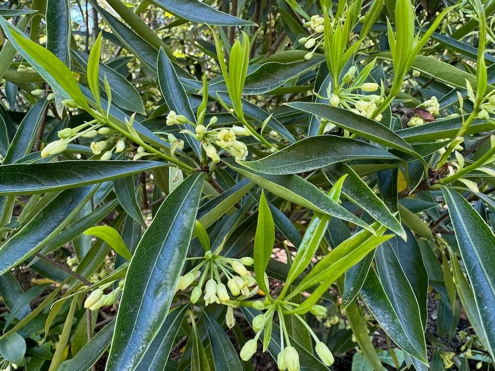 Pittosporum heterophyllum 02.jpeg
