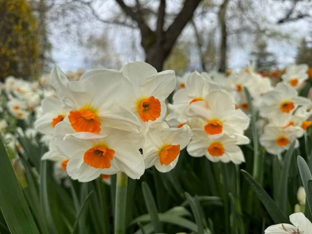 Narcissus 'Geranium' 02.jpeg