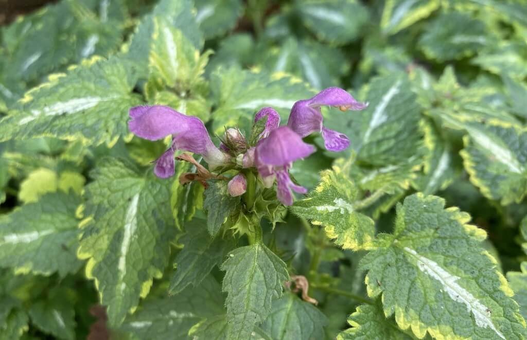 Lamium Anne Greenaway 05.jpeg