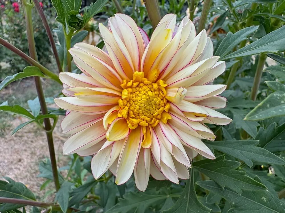 Dahlia 'Polka' 01.jpeg
