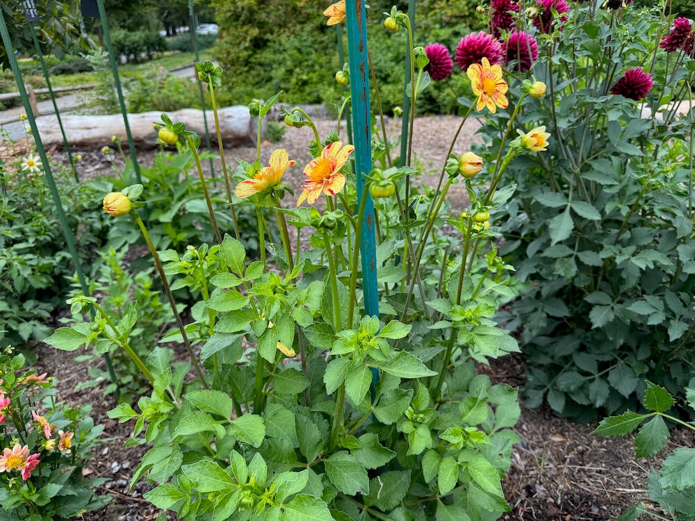 Dahlia 'Kelsey Pollock' 02.jpeg