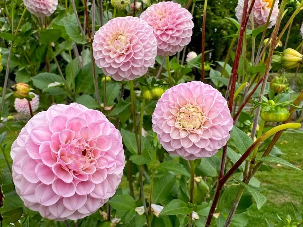 Dahlia 'Wizard of Oz' 05.jpeg