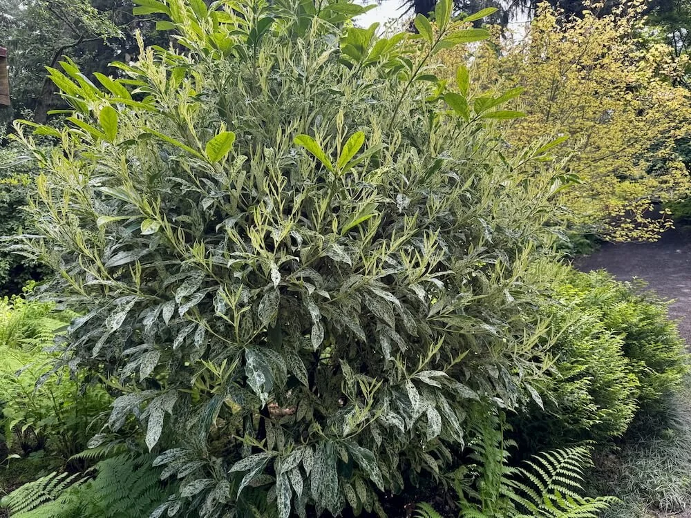 Prunus laurocerasus 'Marbled White' 03.jpeg