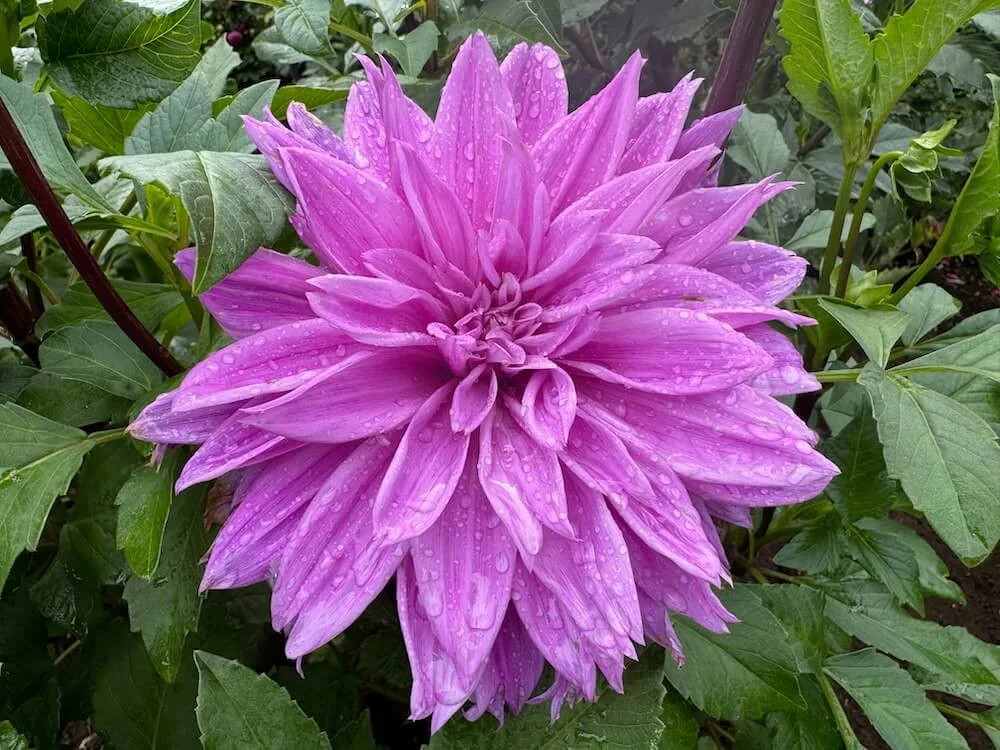 Dahlia 'Lilac Time' | Lilac Time Dahlia