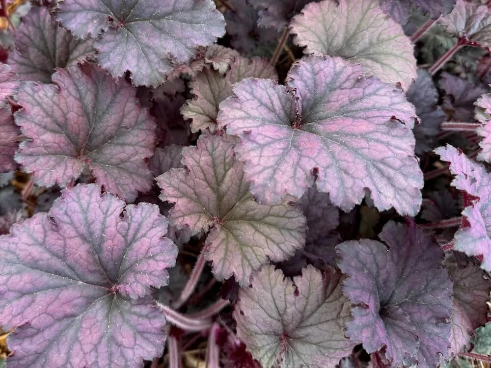 Heuchera 'Frosted Violet' 05.jpeg