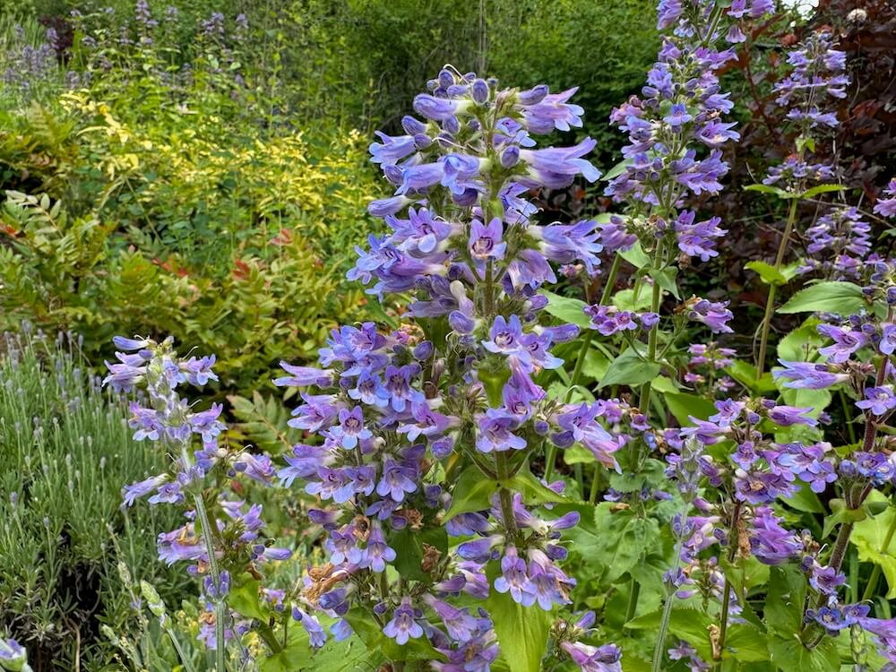 Penstemon ovatus 02.jpeg