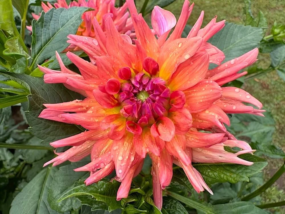 Dahlia 'Whipper Snapper' 04.jpeg