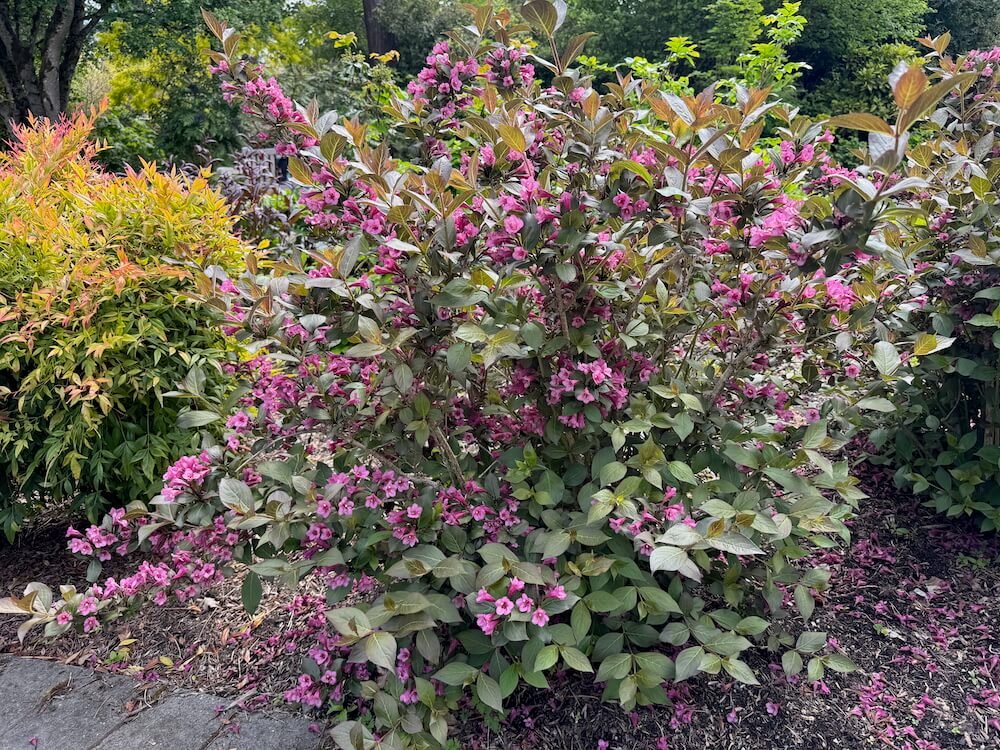 Weigela florida 'Tango' 03.jpeg