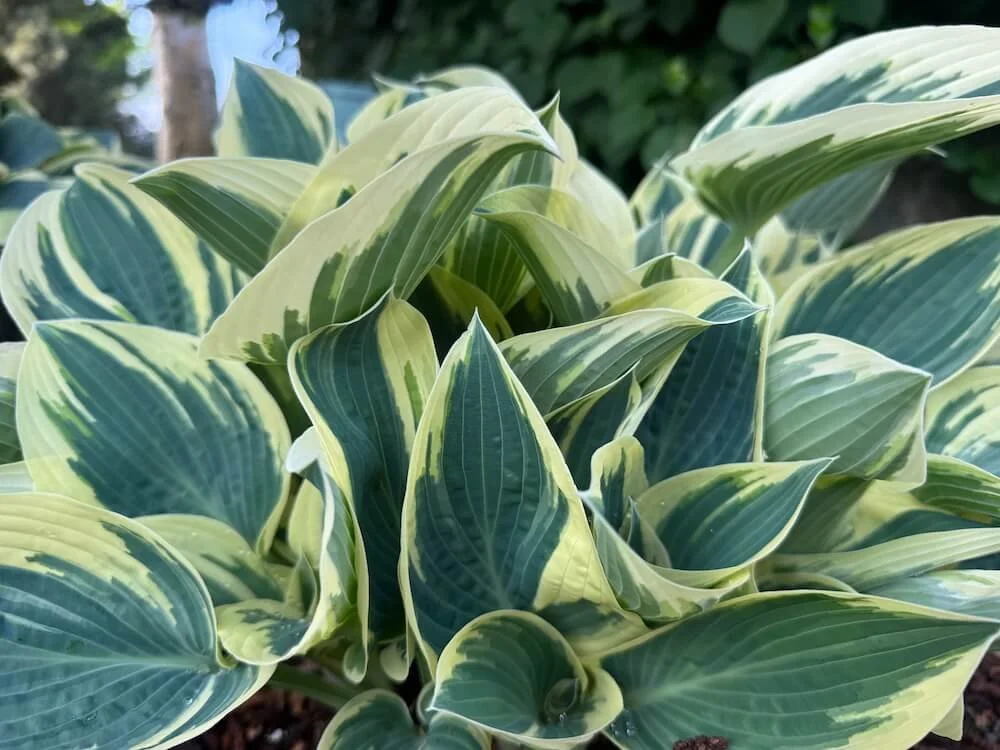 Hosta 'El Nino' 02.jpeg