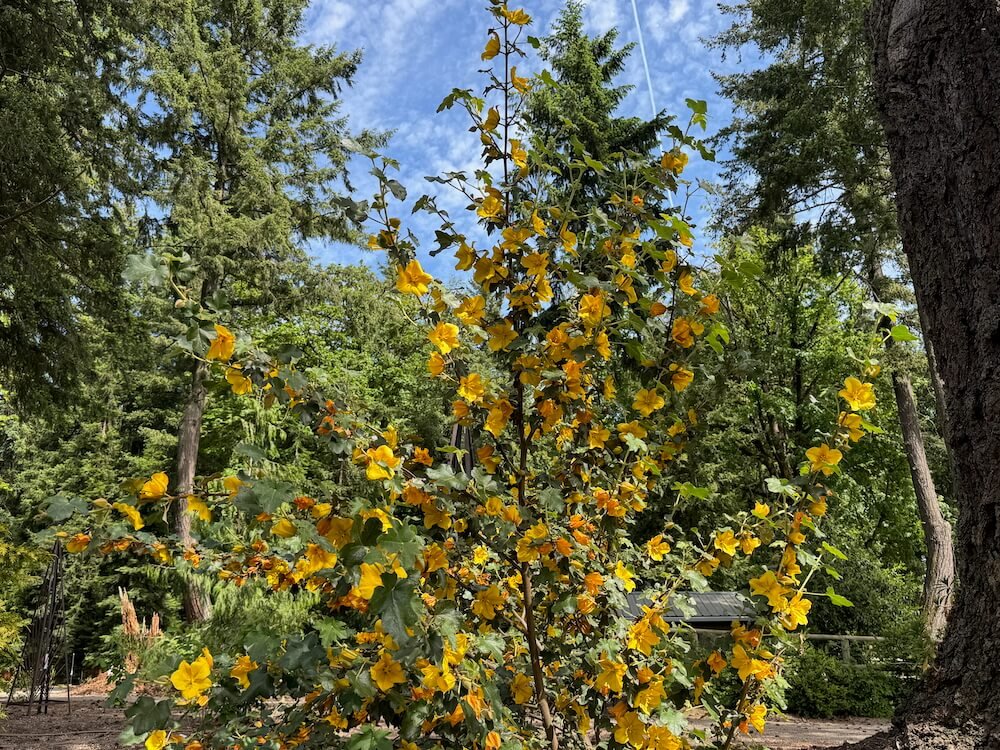 Fremontodendron californicum 'Pacific Sunset' 03.jpeg