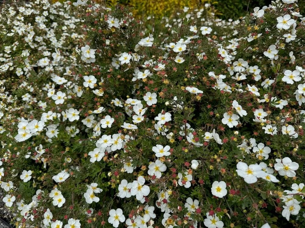 Potentilla fruticosa 'Abbotswood' 04\.jpeg