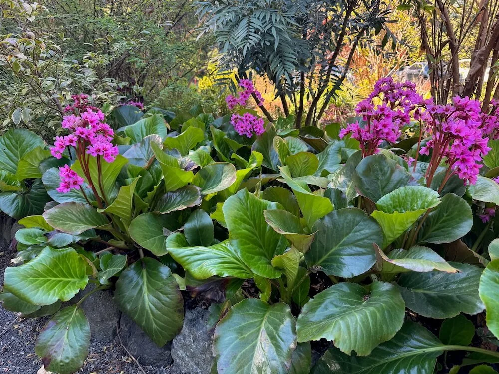 Bergenia cordifolia 'Winter Glow' 03.jpeg
