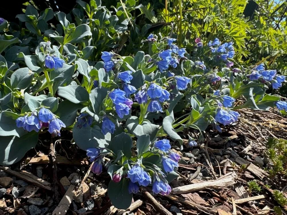 Mertensia maritima 03.jpeg