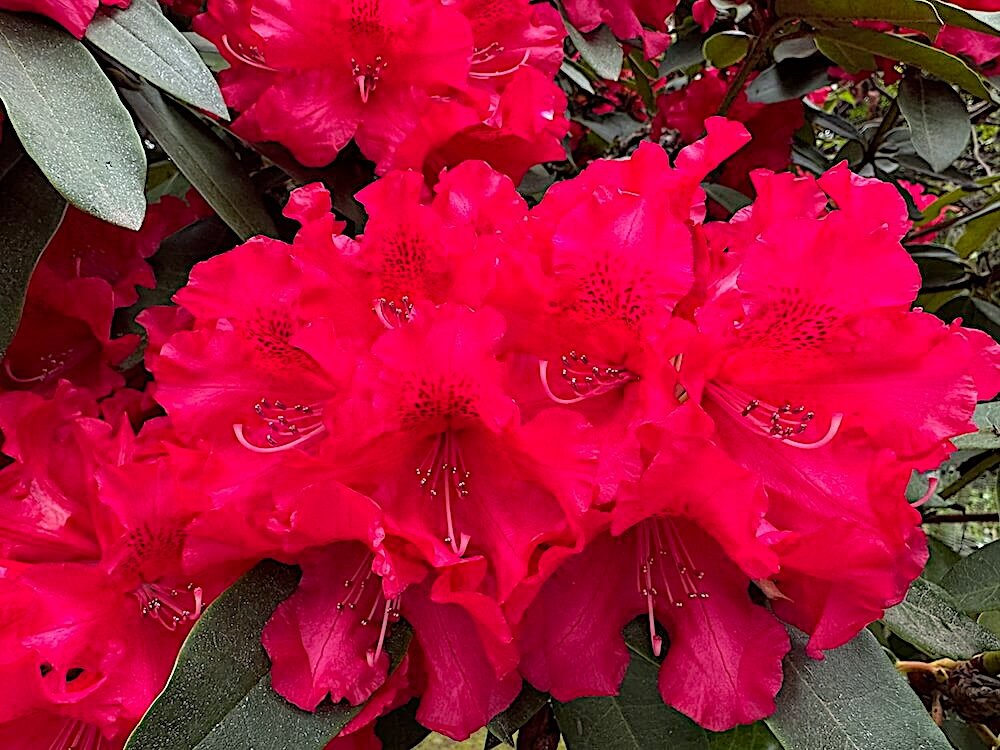 Rhododendron 'America' 04.jpeg