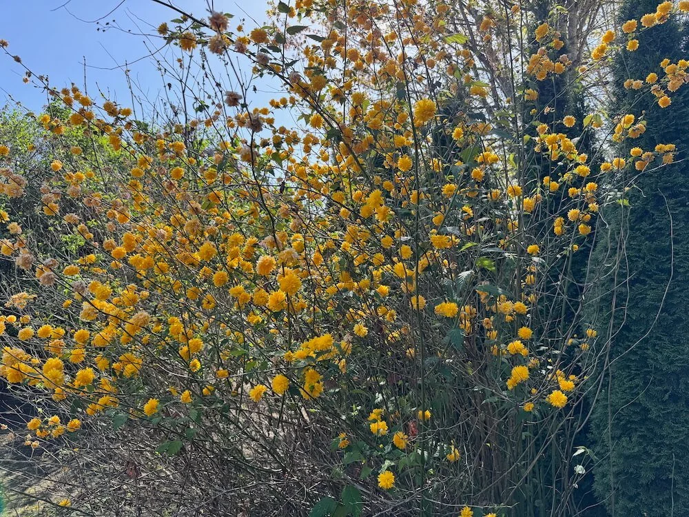 Kerria japonica 'Pleniflora' 03.jpeg