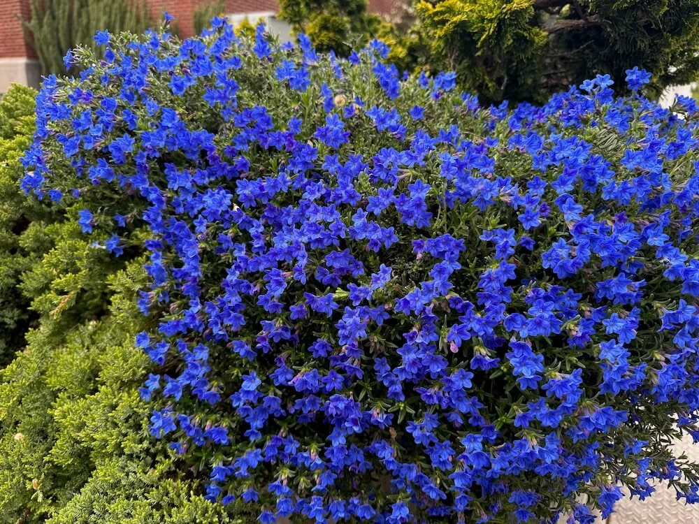 Lithodora diffusa ‘Grace Ward’ | Grace Ward Lithodora