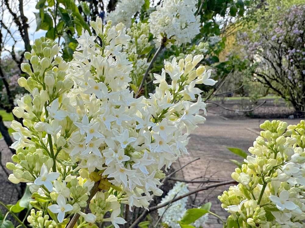 Syringa vulgaris 'Primrose' 01.jpeg